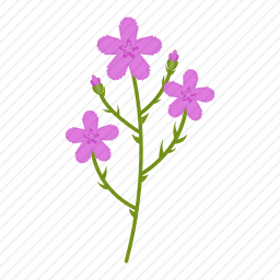 野花