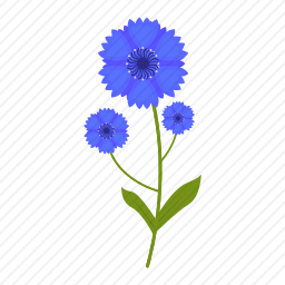 矢车菊