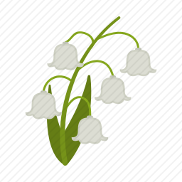 风铃花