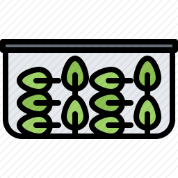 菠菜