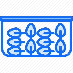 菠菜