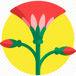 莲花