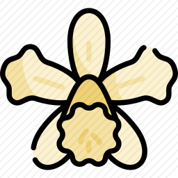 兰花