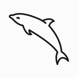 海豚