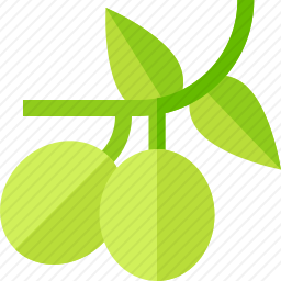 <em>橄榄</em>