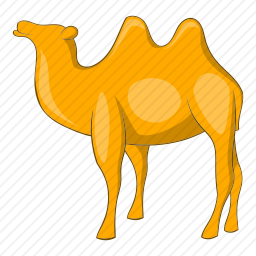 <em>骆驼</em>