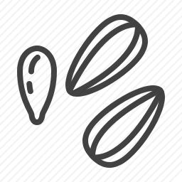 <em>向日葵</em>
