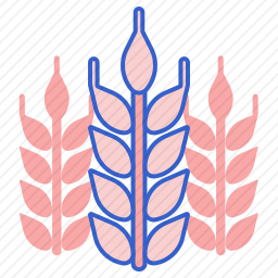 小麦