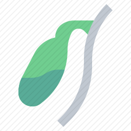 胆囊