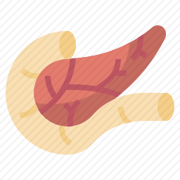 胰腺