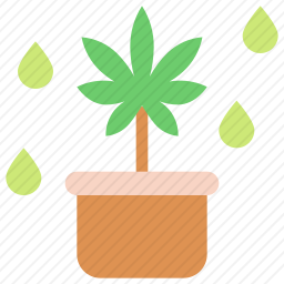 大麻