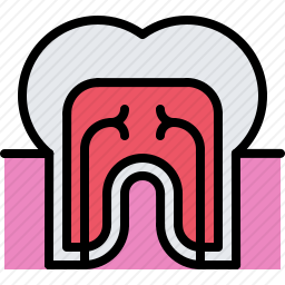 牙齿<em>神经</em>