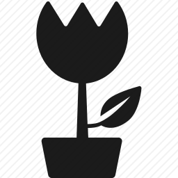 <em>郁金香</em>