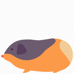 豚鼠