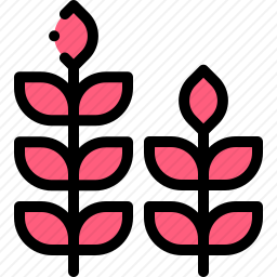 小麦