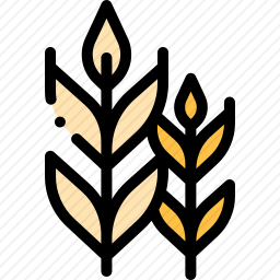 小麦