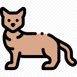 猫