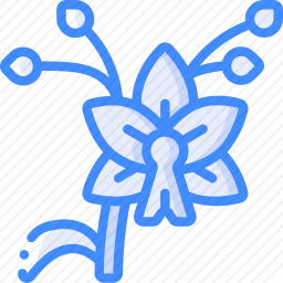 兰花