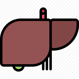肝脏