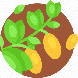橄榄