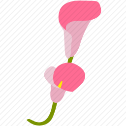 <em>花</em>