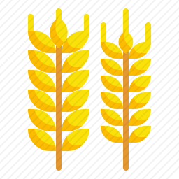 <em>小麦</em>