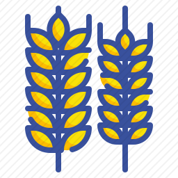 <em>小麦</em>