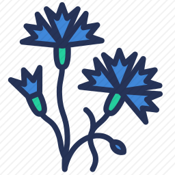 矢车菊
