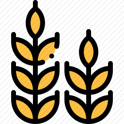 小麦