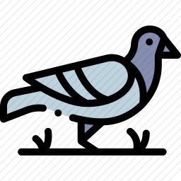 鸽子