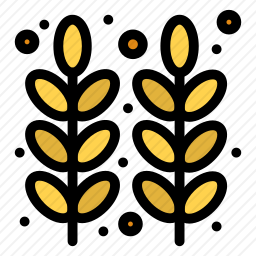 小麦