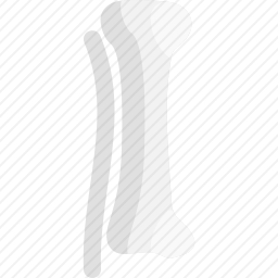 <em>胫骨</em>