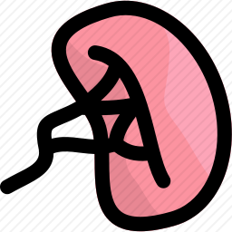 脾