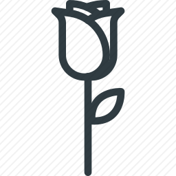 <em>玫瑰</em>
