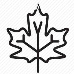 <em>枫叶</em>