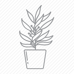 植物