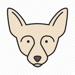 <em>奇瓦瓦</em><em>犬</em>