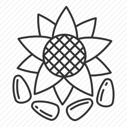 <em>向日葵</em>