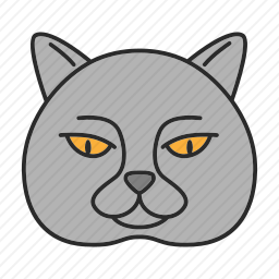 短毛猫
