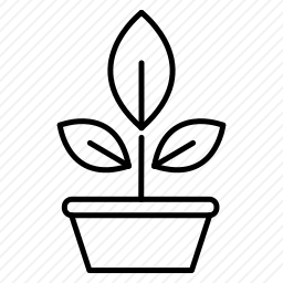 <em>植物</em>