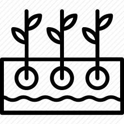 <em>植物</em>