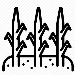 <em>植物</em>