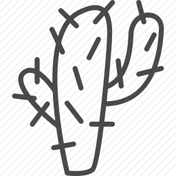 仙人掌