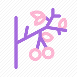 <em>樱桃</em>