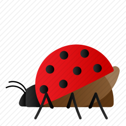 甲虫