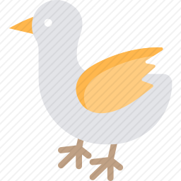 鸡