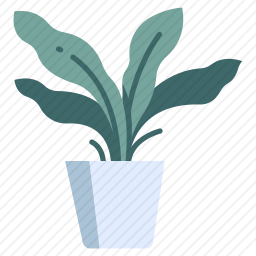 植物