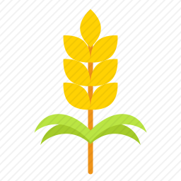 <em>小麦</em>