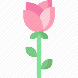 玫瑰