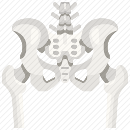 <em>臀部</em>